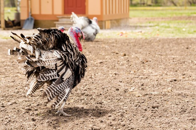 Pavo blanco en la pequeña granja urbana.