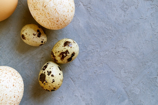 Pavo, codornices y huevos de gallina sobre fondo gris.
