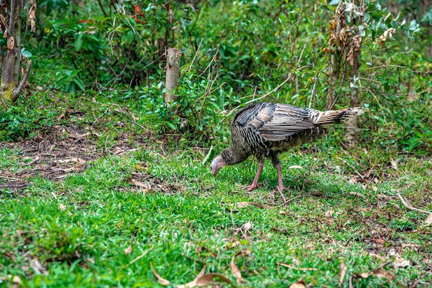 Pavo en corral en la naturaleza