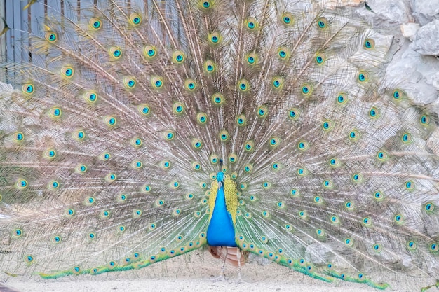 Pavo cristatus Indischer Pfau