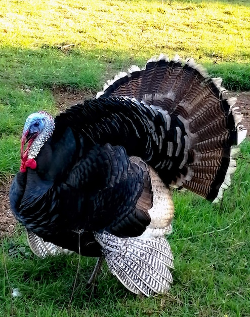 Foto un pavo doméstico macho en el campo chileno