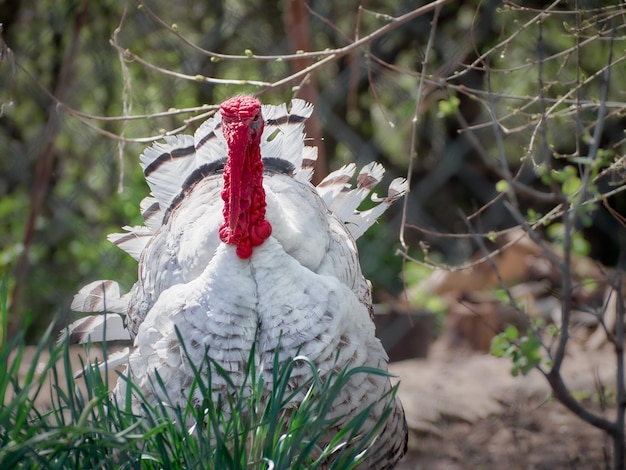 Pavo en una granja tradicional