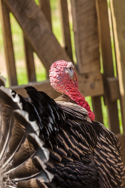 Pavo macho en la pequeña granja en verano.