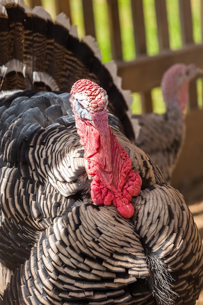 Pavo macho en la pequeña granja en verano.