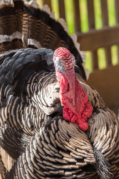 Pavo macho en la pequeña granja en verano.