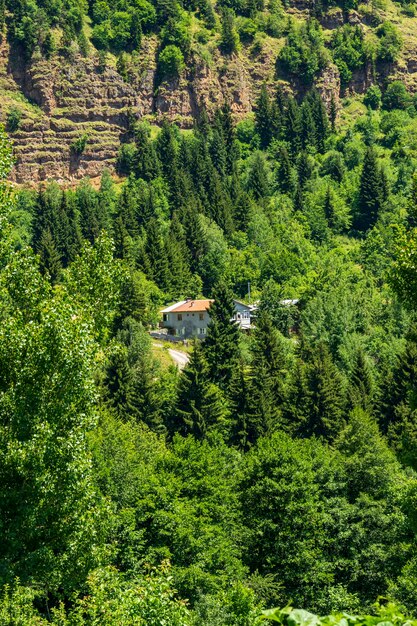 Pavo del Mar Negro y pinos verdes paisaje forestal con cielo nublado azul