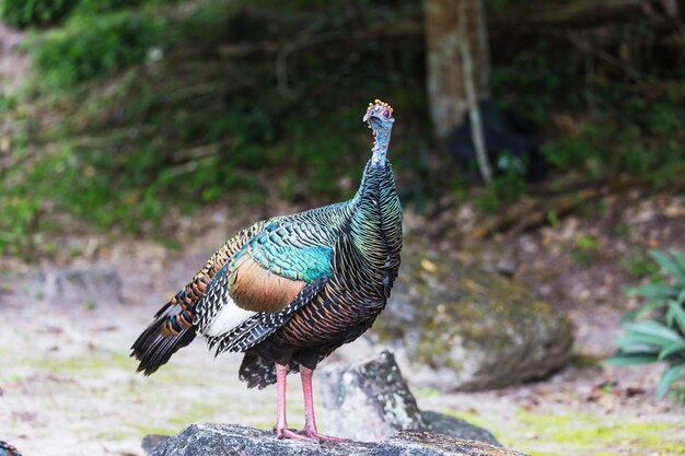 Pavo ocelado salvaje en el Parque Nacional Tikal, Guatemala. Sudamerica.