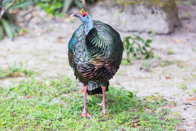 Pavo ocelado salvaje en el Parque Nacional Tikal, Guatemala. Sudamerica.