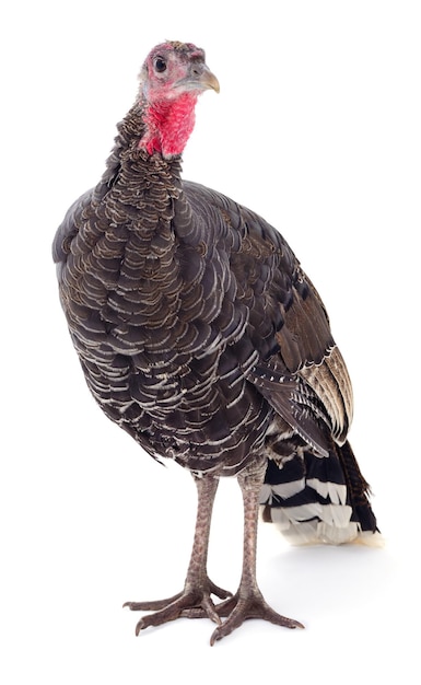Pavo oscuro aislado