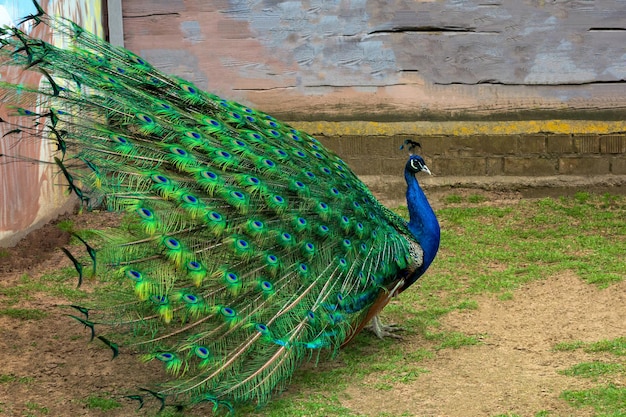 Pavo real con el abanico extendido por un primer plano de la cola