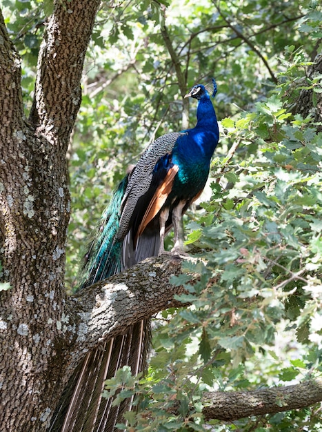 Pavo real en árbol