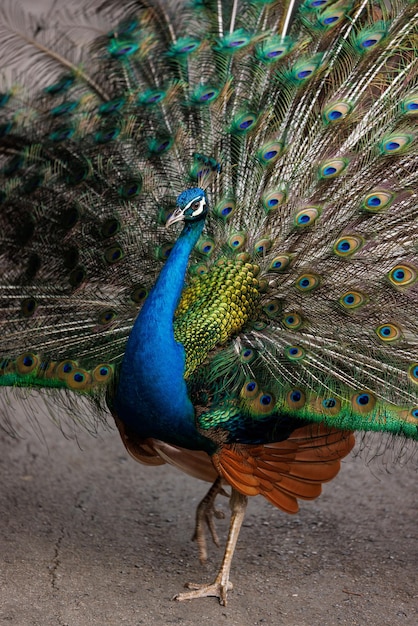 El pavo real azul de cerca