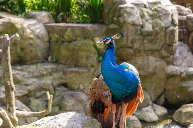 Pavo real azul indio