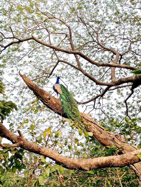 Foto pavo real azul sentado en un árbol