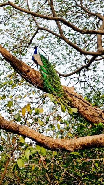 Foto pavo real azul sentado en un árbol