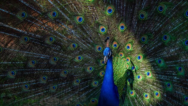 Pavo real azul verde en el parque