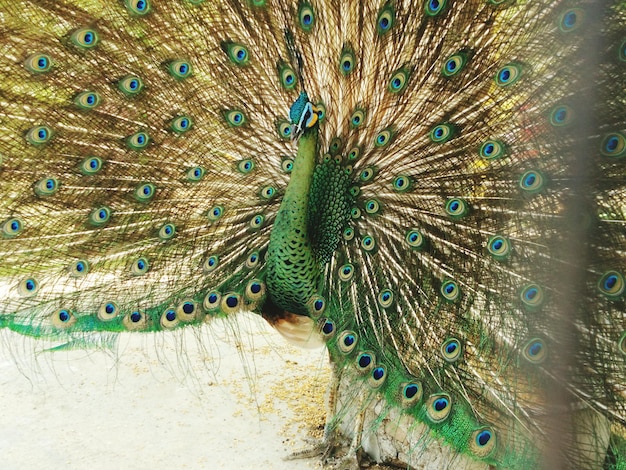 Foto el pavo real de la belleza