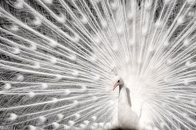 Pavo real blanco con cola abierta. Fondo de fauna