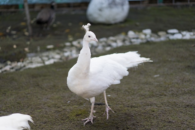 Pavo real blanco se encuentra en el suelo