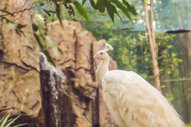 Pavo real blanco sentado en una rama en el parque.