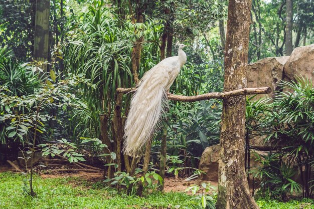 Pavo real blanco sentado en una rama en el parque