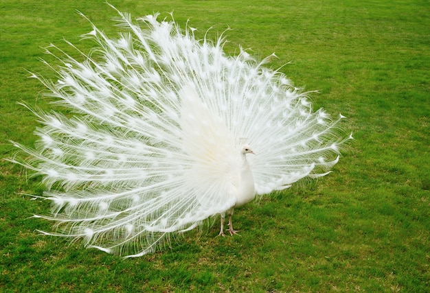 Pavo real blanco sobre hierba verde