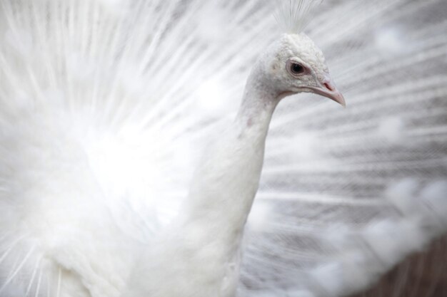 Pavo real blanco en zoológico