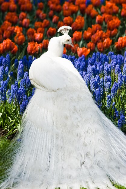 Foto el pavo real blanco