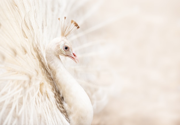 Pavo real blanco