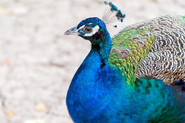 Un pavo real con cabeza azul y plumas verdes.