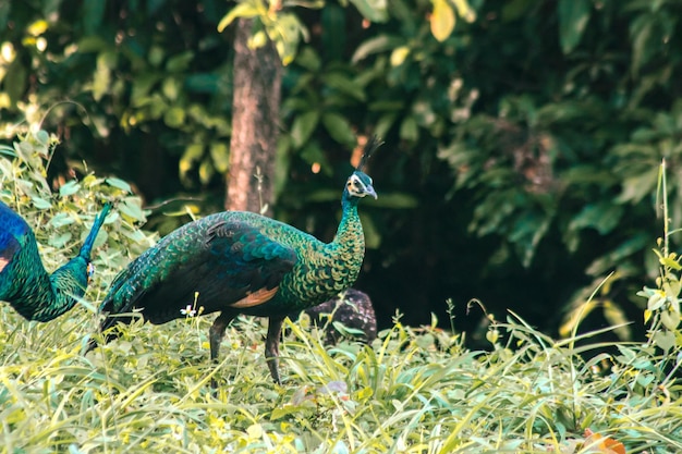 El pavo real camina en busca de alimento en la hierba