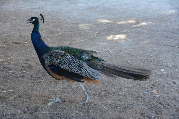 pavo real caminando aislado en el suelo a la sombra