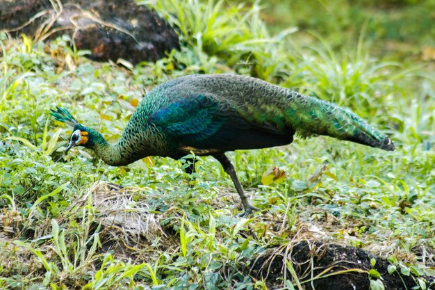 El pavo real caminando por la hierba