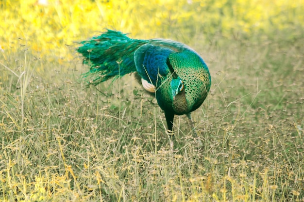 El pavo real caminando por la hierba