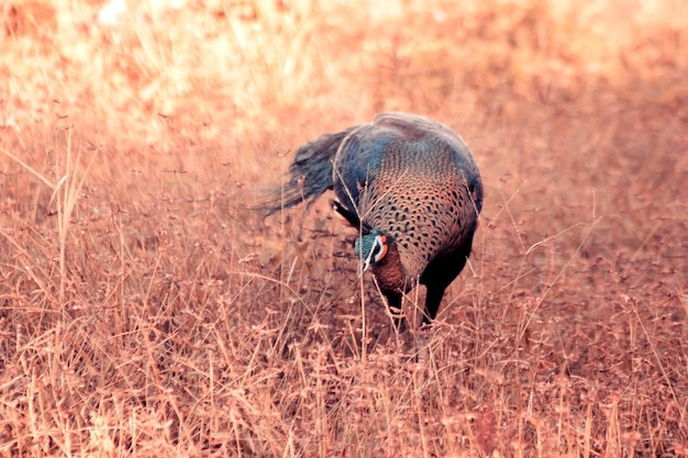 Foto el pavo real caminando por la hierba