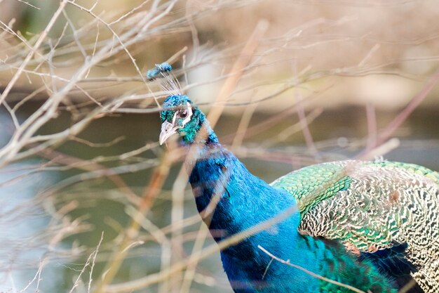 Pavo real en el campo a la luz del día