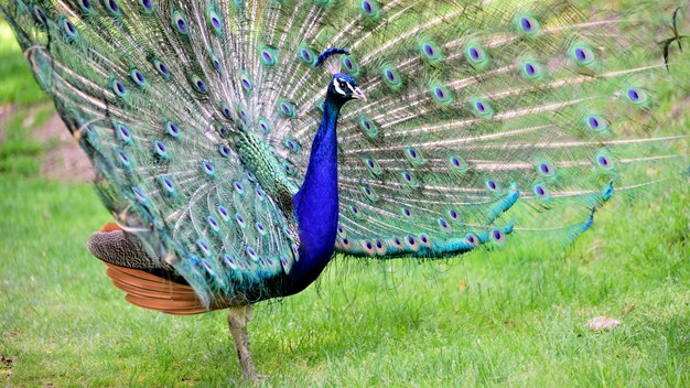 El pavo real en un campo