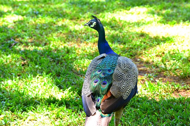 Foto el pavo real en el césped