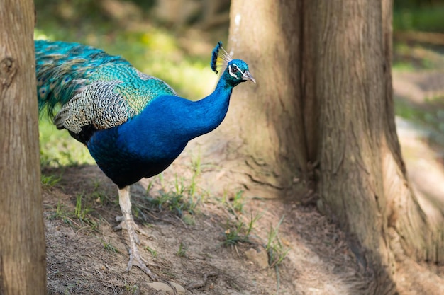 Pavo real con cola cerrada camina en el parque nacional protegido