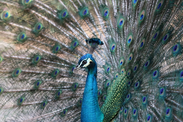 pavo real colorido que exhibe orgulloso el plumaje hermoso de la cola.