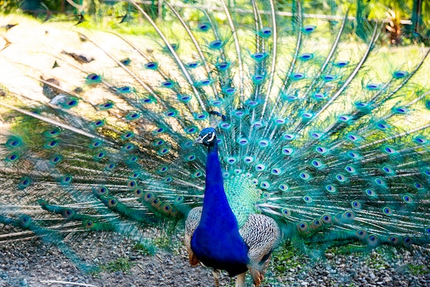 El pavo real colorido en el zoológico