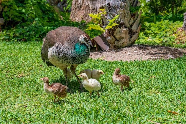 El pavo real común es una especie de ave galliforme de la familia Phasianidae.