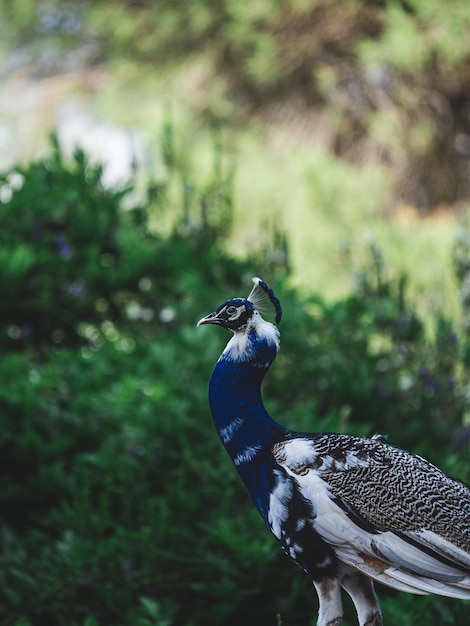 Pavo Real en las calles de Ronda, Málaga