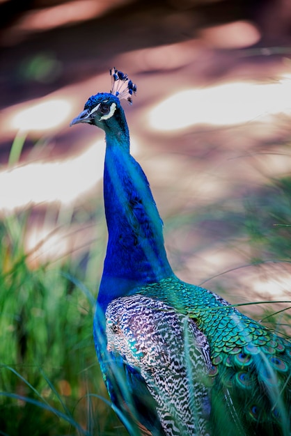 Un pavo real con espalda azul y espalda azul.