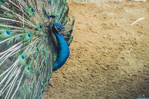 Pavo real extendiendo la hermosa cola esponjosa en el parque