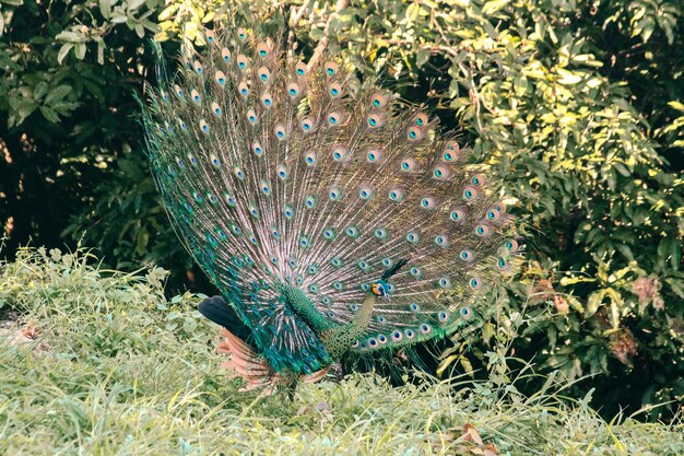 El pavo real extiende su cola y baila el pavo real expande su cola y se considera único en el pavo macho para llamar la atención de la hembra