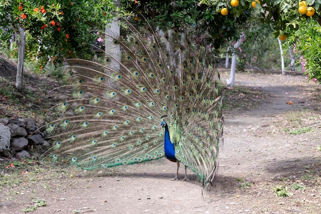 El pavo real extiende su cola