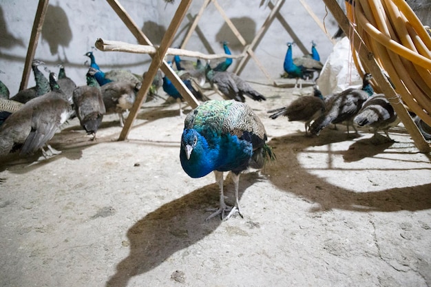 pavo real en el gallinero