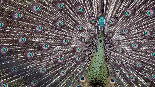 El pavo real gigante en el zoológico.