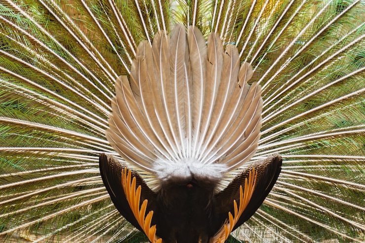 Foto pavo real con hermosas plumas de colores